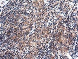 Invitrogen TRK fused gene Monoclonal Antibody (OTI2C3) 100 &mu;L; Unconjugated:Antibodies,