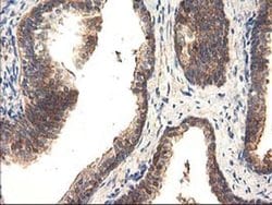 Invitrogen TRK fused gene Monoclonal Antibody (OTI2C3) 100 &mu;L; Unconjugated:Antibodies,