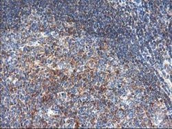 Invitrogen TRK fused gene Monoclonal Antibody (OTI2C3) 100 &mu;L; Unconjugated:Antibodies,