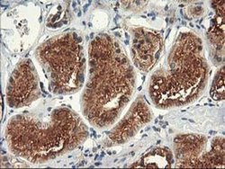 Invitrogen TRK fused gene Monoclonal Antibody (OTI2C3) 100 &mu;L; Unconjugated:Antibodies,