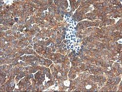 Invitrogen TRK fused gene Monoclonal Antibody (OTI2C3) 100 &mu;L; Unconjugated:Antibodies,