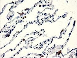 Invitrogen CENPH Monoclonal Antibody (OTI2G4) 100 &mu;L; Unconjugated:Antibodies,