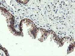 Invitrogen USP10 Monoclonal Antibody (OTI2E1) 100 &mu;L; Unconjugated:Antibodies,