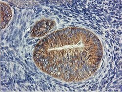 Invitrogen USP10 Monoclonal Antibody (OTI2E1) 100 &mu;L; Unconjugated:Antibodies,