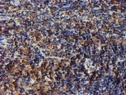 Invitrogen ERP72 Monoclonal Antibody (OTI2C11) 100 &mu;L; Unconjugated:Antibodies,