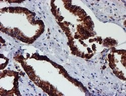 Invitrogen ERP72 Monoclonal Antibody (OTI2C11) 100 &mu;L; Unconjugated:Antibodies,