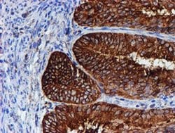 Invitrogen ERP72 Monoclonal Antibody (OTI2C11) 100 &mu;L; Unconjugated:Antibodies,