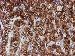 Invitrogen ERP72 Monoclonal Antibody (OTI2C11) 100 &mu;L; Unconjugated:Antibodies,