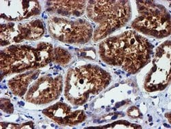 Invitrogen ERP72 Monoclonal Antibody (OTI2C11) 100 &mu;L; Unconjugated:Antibodies,