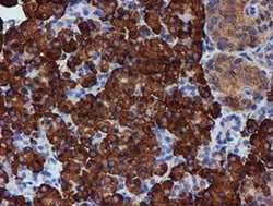 Invitrogen ERP72 Monoclonal Antibody (OTI2C11) 100 &mu;L; Unconjugated:Antibodies,