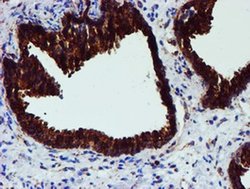 Invitrogen ERP72 Monoclonal Antibody (OTI2C11) 100 &mu;L; Unconjugated:Antibodies,