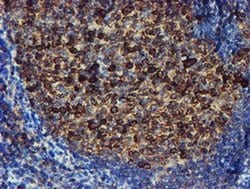 Invitrogen ERP72 Monoclonal Antibody (OTI2C11) 100 &mu;L; Unconjugated:Antibodies,