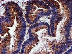 Invitrogen ERP72 Monoclonal Antibody (OTI2C11) 100 &mu;L; Unconjugated:Antibodies,