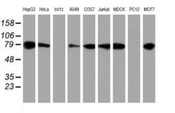 Invitrogen ERP72 Monoclonal Antibody (OTI2C11) 100 &mu;L; Unconjugated:Antibodies,