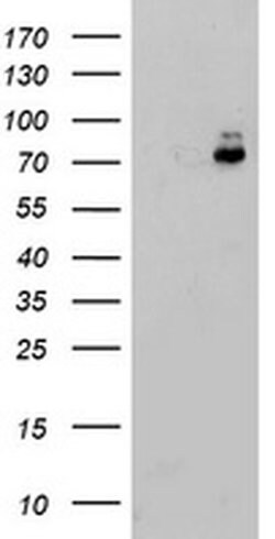 Invitrogen ERP72 Monoclonal Antibody (OTI2E2) 100 &mu;L; Unconjugated:Antibodies,