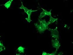 Invitrogen PTK7 Monoclonal Antibody (OTI2E7) 100 &mu;L; Unconjugated:Antibodies,