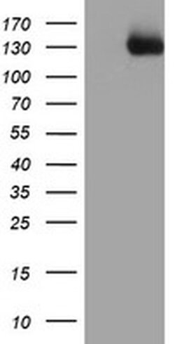 Invitrogen PTK7 Monoclonal Antibody (OTI2E7) 100 &mu;L; Unconjugated:Antibodies,