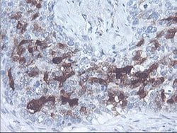 Invitrogen SERPINB2 Monoclonal Antibody (OTI1G3) 100 &mu;L; Unconjugated:Antibodies,