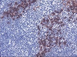 Invitrogen SERPINB2 Monoclonal Antibody (OTI1G3) 100 &mu;L; Unconjugated:Antibodies,