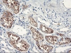 Invitrogen SERPINB2 Monoclonal Antibody (OTI1F6) 100 &mu;L; Unconjugated:Antibodies,