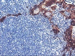 Invitrogen SERPINB2 Monoclonal Antibody (OTI1F6) 100 &mu;L; Unconjugated:Antibodies,