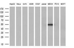 Invitrogen SERPINB2 Monoclonal Antibody (OTI1F6) 100 &mu;L; Unconjugated:Antibodies,