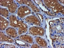 Invitrogen PDSS2 Monoclonal Antibody (OTI1D10) 100 &mu;L; Unconjugated:Antibodies,