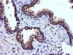 Invitrogen PDSS2 Monoclonal Antibody (OTI1D10) 100 &mu;L; Unconjugated:Antibodies,