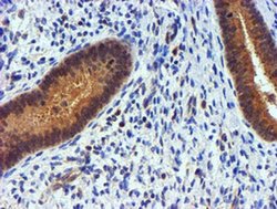 Invitrogen PDSS2 Monoclonal Antibody (OTI1D10) 100 &mu;L; Unconjugated:Antibodies,