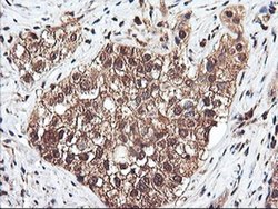 Invitrogen RNPEP Monoclonal Antibody (OTI3B5) 100 &mu;L; Unconjugated:Antibodies,