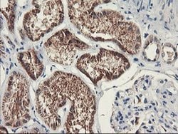Invitrogen PDSS2 Monoclonal Antibody (OTI1D12) 100 &mu;L; Unconjugated:Antibodies,