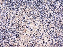 Invitrogen PDSS2 Monoclonal Antibody (OTI1D12) 100 &mu;L; Unconjugated:Antibodies,
