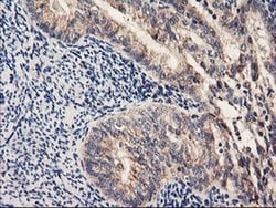 Invitrogen PDSS2 Monoclonal Antibody (OTI1D12) 100 &mu;L; Unconjugated:Antibodies,
