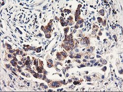 Invitrogen PDSS2 Monoclonal Antibody (OTI1D12) 100 &mu;L; Unconjugated:Antibodies,