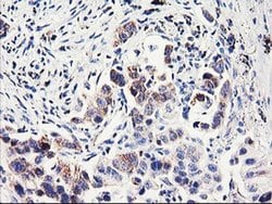 Invitrogen PDSS2 Monoclonal Antibody (OTI2A3) 100 &mu;L; Unconjugated:Antibodies,