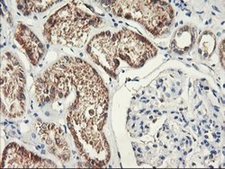 Invitrogen PDSS2 Monoclonal Antibody (OTI2A3) 100 &mu;L; Unconjugated:Antibodies,