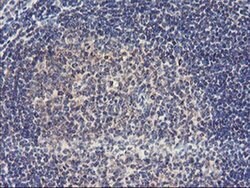 Invitrogen USP10 Monoclonal Antibody (OTI1H9) 100 &mu;L; Unconjugated:Antibodies,