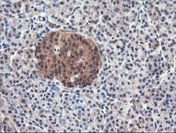 Invitrogen USP10 Monoclonal Antibody (OTI1H9) 100 &mu;L; Unconjugated:Antibodies,