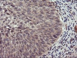 Invitrogen USP10 Monoclonal Antibody (OTI1H9) 100 &mu;L; Unconjugated:Antibodies,