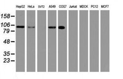 Invitrogen USP10 Monoclonal Antibody (OTI1H9) 100 &mu;L; Unconjugated:Antibodies,