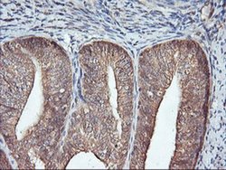 Invitrogen FBXO21 Monoclonal Antibody (OTI2C7) 100 &mu;L; Unconjugated:Antibodies,
