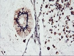 Invitrogen FBXO21 Monoclonal Antibody (OTI2C7) 100 &mu;L; Unconjugated:Antibodies,