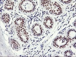 Invitrogen OBFC2B Monoclonal Antibody (OTI1E11) 100 &mu;L; Unconjugated:Antibodies,
