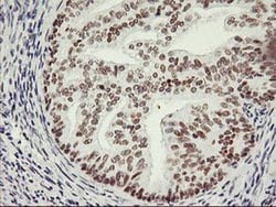 Invitrogen OBFC2B Monoclonal Antibody (OTI1E11) 100 &mu;L; Unconjugated:Antibodies,