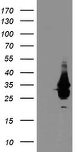 Invitrogen OBFC2B Monoclonal Antibody (OTI1E11) 100 &mu;L; Unconjugated:Antibodies,