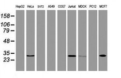 Invitrogen OBFC2B Monoclonal Antibody (OTI1E11) 100 &mu;L; Unconjugated:Antibodies,