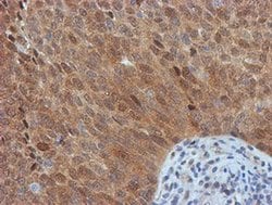 Invitrogen FBXO21 Monoclonal Antibody (OTI5H4) 100 &mu;L | Buy Online | Invitrogen&trade; | Fisher Scientific