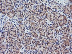 Invitrogen RGS16 Monoclonal Antibody (OTI4E5) 100 &mu;L; Unconjugated:Antibodies,