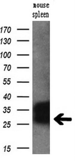 Invitrogen RGS16 Monoclonal Antibody (OTI4E5) 100 &mu;L; Unconjugated:Antibodies,