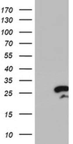 Invitrogen RGS16 Monoclonal Antibody (OTI4E5) 100 &mu;L; Unconjugated:Antibodies,